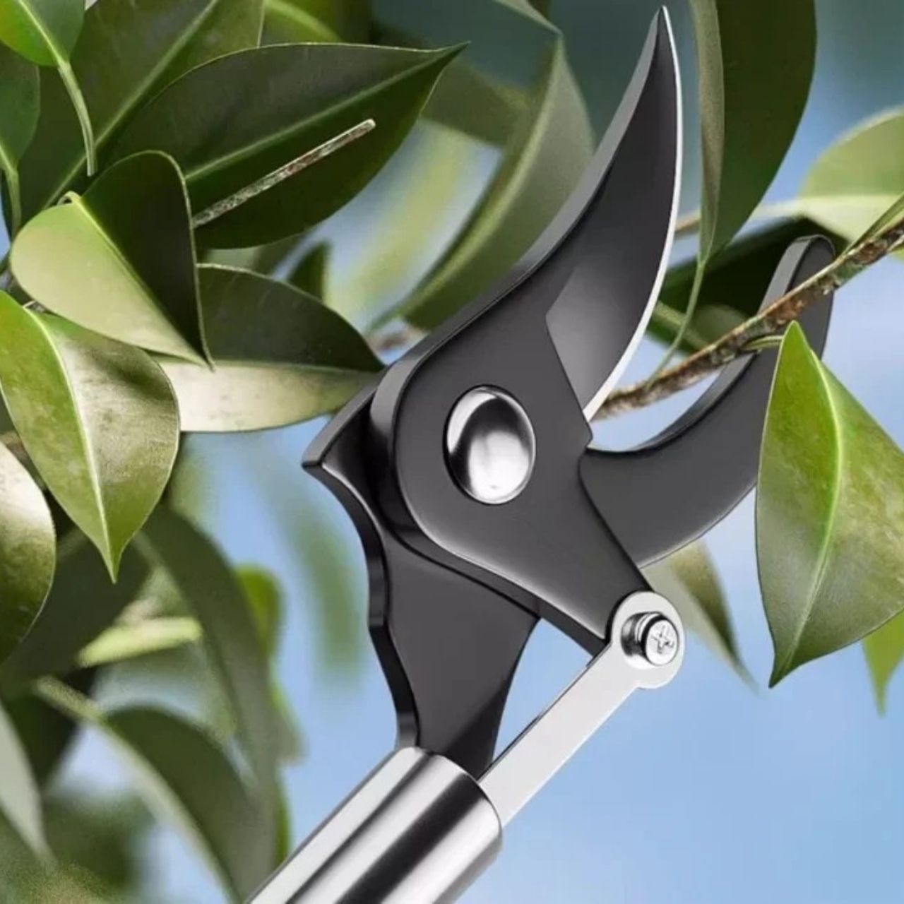 LongShears